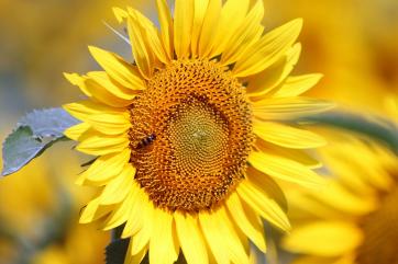 На Украине посеяли рекордно много подсолнечника